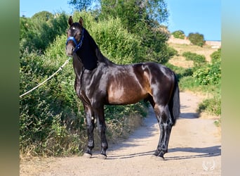 Andalusier, Hengst, 2 Jahre, 170 cm, Dunkelbrauner