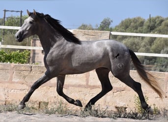 Andalusier, Hengst, 2 Jahre, 171 cm, Schimmel