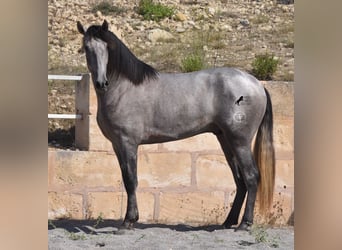 Andalusier, Hengst, 2 Jahre, 171 cm, Schimmel