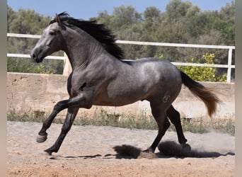 Andalusier, Hengst, 2 Jahre, 171 cm, Schimmel