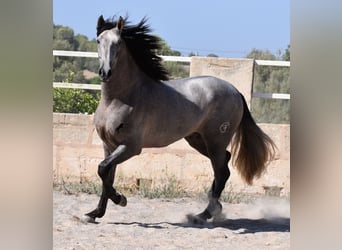 Andalusier, Hengst, 2 Jahre, 171 cm, Schimmel