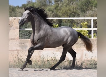 Andalusier, Hengst, 2 Jahre, 171 cm, Schimmel