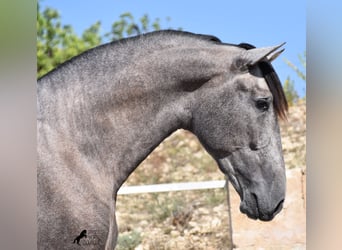 Andalusier, Hengst, 2 Jahre, 171 cm, Schimmel
