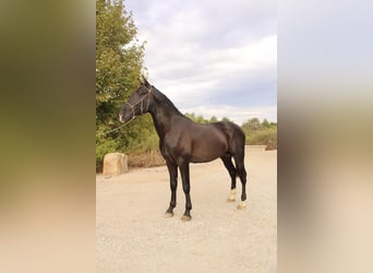 Andalusier, Hengst, 2 Jahre, 173 cm, Rappe