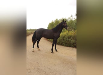 Andalusier, Hengst, 2 Jahre, 173 cm, Rappe