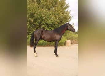 Andalusier, Hengst, 2 Jahre, 173 cm, Rappe