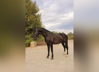 Andalusier, Hengst, 2 Jahre, 173 cm, Rappe