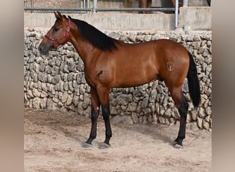 Andalusier, Hengst, 2 Jahre, 175 cm, Brauner