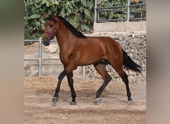 Andalusier, Hengst, 2 Jahre, 175 cm, Brauner