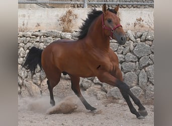 Andalusier, Hengst, 2 Jahre, 175 cm, Brauner