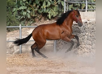 Andalusier, Hengst, 2 Jahre, 175 cm, Brauner