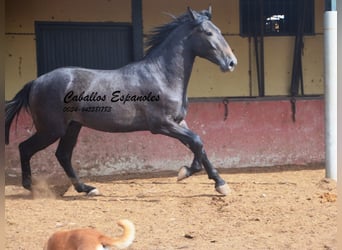 Andalusier, Hengst, 2 Jahre, Rappschimmel