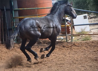 Andalusier, Hengst, 2 Jahre, Rappschimmel