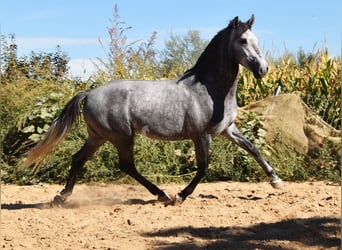 Andalusier, Hengst, 2 Jahre, Schimmel