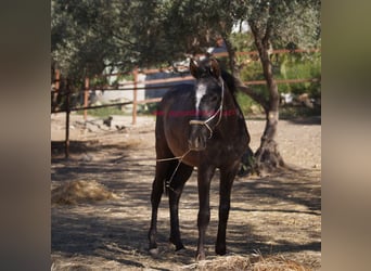 Andalusier, Hengst, 2 Jahre, Schimmel