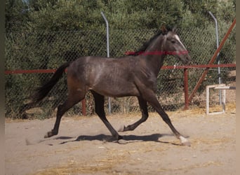 Andalusier, Hengst, 2 Jahre, Schimmel
