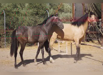 Andalusier, Hengst, 2 Jahre, Schimmel