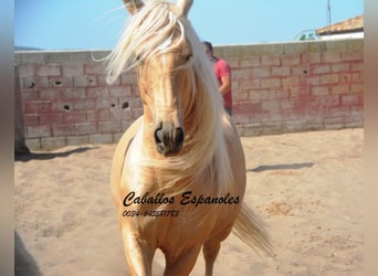 Andalusiër, Hengst, 3 Jaar, 149 cm, Palomino