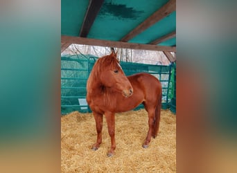 Andalusiër, Hengst, 3 Jaar, 150 cm, Vos