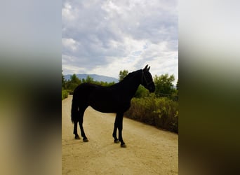 Andalusiër, Hengst, 3 Jaar, 152 cm, Zwart