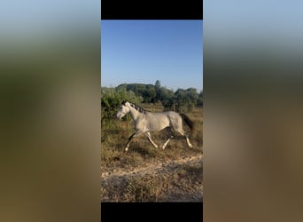 Andalusiër, Hengst, 3 Jaar, 155 cm, Appelschimmel
