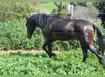 Andalusiër, Hengst, 3 Jaar, 155 cm, Brauner