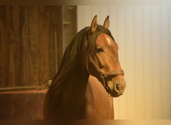 Andalusiër, Hengst, 3 Jaar, 155 cm, Brown Falb schimmel