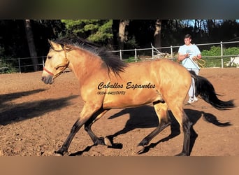 Andalusiër, Hengst, 3 Jaar, 155 cm, Buckskin