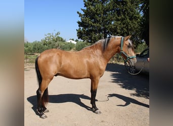 Andalusiër, Hengst, 3 Jaar, 155 cm, Buckskin