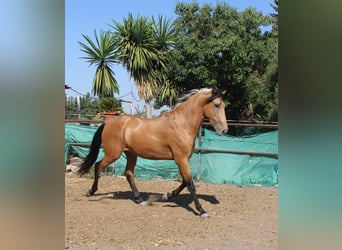 Andalusiër, Hengst, 3 Jaar, 155 cm, Buckskin