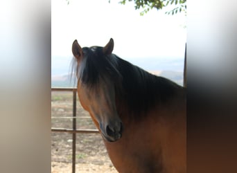 Andalusiër, Hengst, 3 Jaar, 155 cm, Buckskin