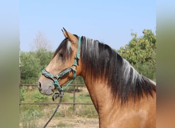Andalusiër, Hengst, 3 Jaar, 155 cm, Buckskin