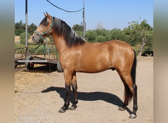 Andalusiër, Hengst, 3 Jaar, 155 cm, Buckskin