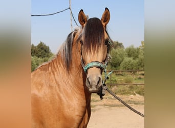 Andalusiër, Hengst, 3 Jaar, 155 cm, Buckskin
