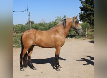 Andalusiër, Hengst, 3 Jaar, 155 cm, Buckskin