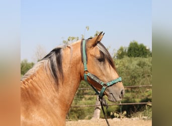 Andalusiër, Hengst, 3 Jaar, 155 cm, Buckskin