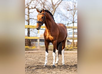 Andalusiër, Hengst, 3 Jaar, 155 cm, Gevlekt-paard