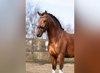 Andalusiër, Hengst, 3 Jaar, 155 cm, Gevlekt-paard