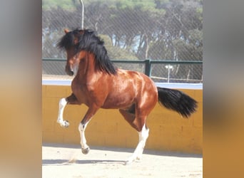 Andalusiër, Hengst, 3 Jaar, 155 cm, Gevlekt-paard