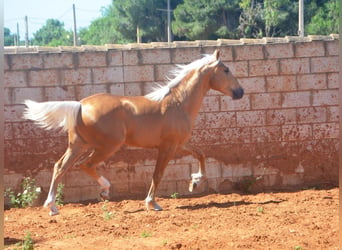 Andalusiër, Hengst, 3 Jaar, 155 cm, Palomino
