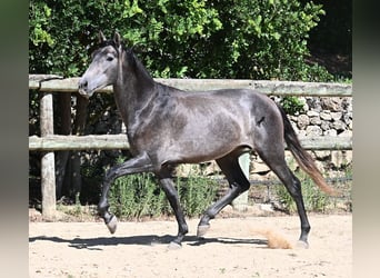 Andalusiër, Hengst, 3 Jaar, 155 cm, Schimmel