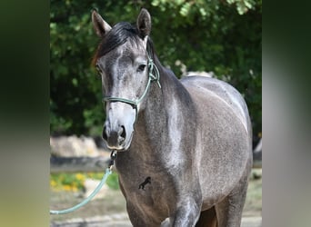 Andalusiër, Hengst, 3 Jaar, 155 cm, Schimmel