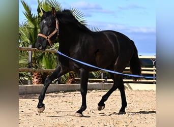 Andalusiër, Hengst, 3 Jaar, 155 cm, Zwart