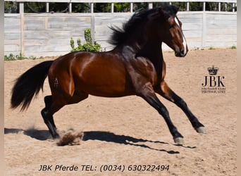 Andalusiër, Hengst, 3 Jaar, 156 cm, Bruin