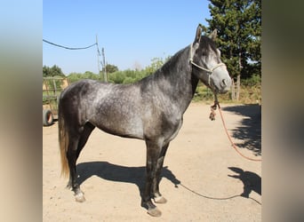 Andalusiër, Hengst, 3 Jaar, 156 cm, Schimmel
