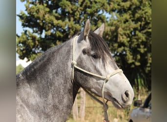Andalusiër, Hengst, 3 Jaar, 156 cm, Schimmel