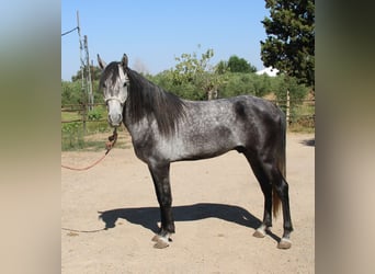 Andalusiër, Hengst, 3 Jaar, 156 cm, Schimmel