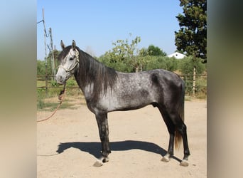 Andalusiër, Hengst, 3 Jaar, 156 cm, Schimmel