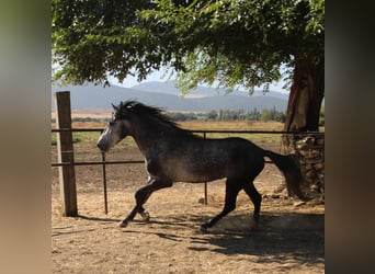 Andalusiër, Hengst, 3 Jaar, 156 cm, Schimmel