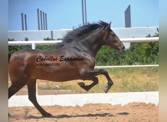 Andalusiër, Hengst, 3 Jaar, 156 cm, Zwartbruin